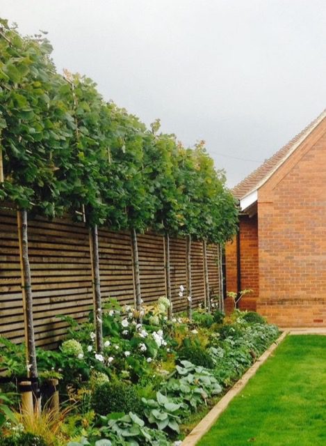 Pleached tree boundary Leigh-on-Sea landscaper needed for garden design privacy
