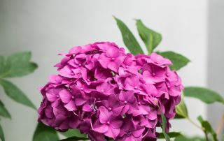 ED093