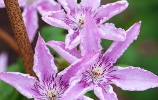 Sensory Garden Design in Essex