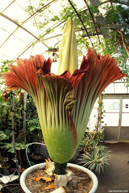 Amorphophallus