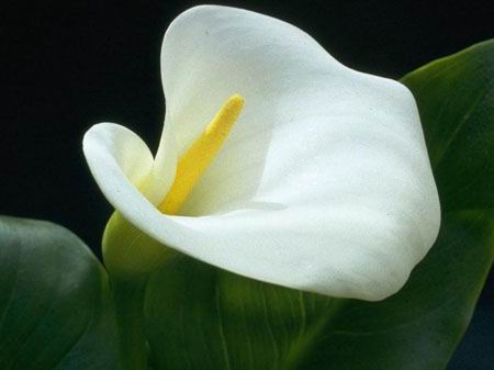 Calla-Lilly