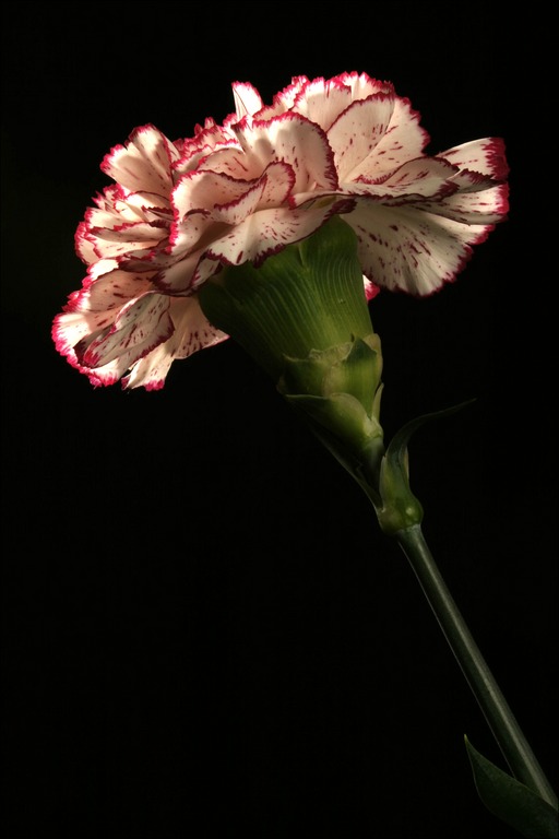 Carnation1