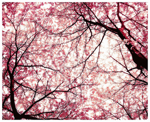 Cherry-Blossom1