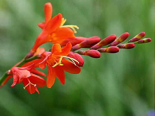 Crocosmia