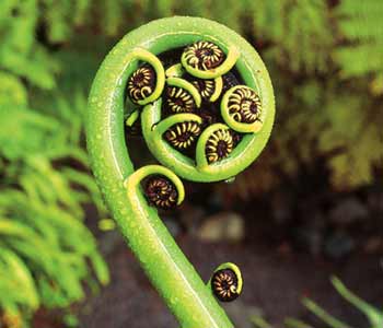 Ferns-unfurling