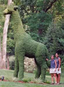 Giraffee-Topiary