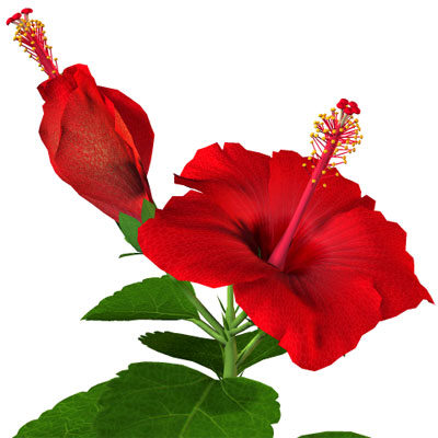 Hibiscus