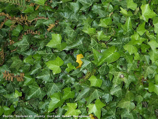 Ivy