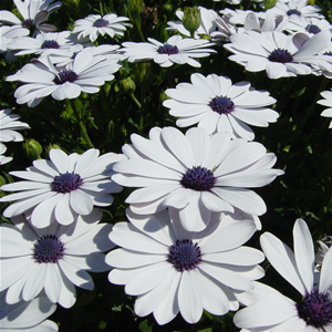 Osteospermum