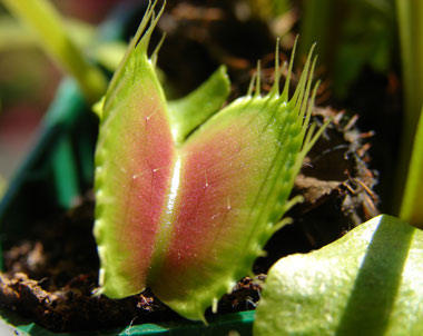 venus-Fly-trap