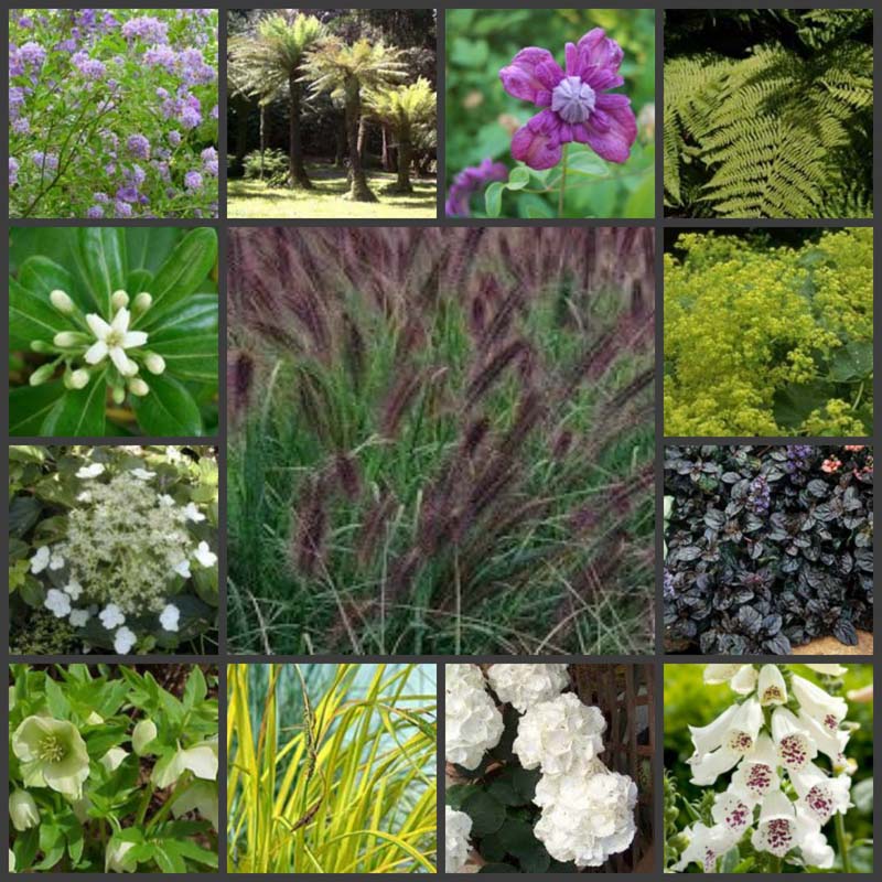 planting-ideas family garden design