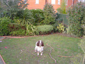 DSC00426-300×225 family garden design