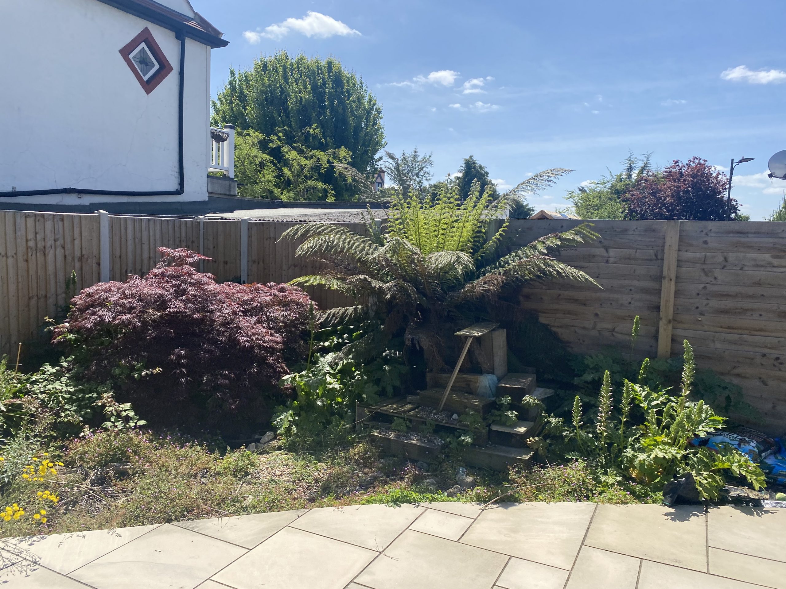 before image of plants